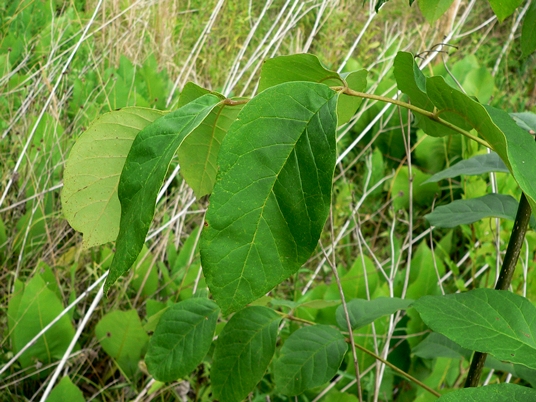 {Fraxinus americana}